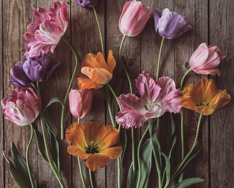 Fresh seasonal tulips being arranged at the Flowers Always studio